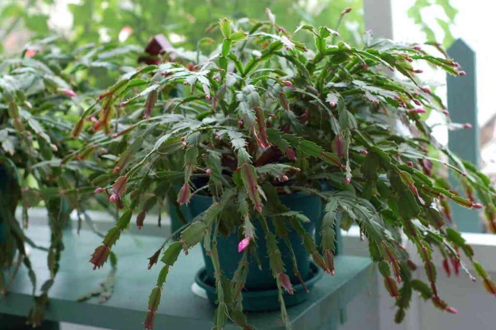 how often to water christmas cactus? 3 epsom salt for christmas cactus