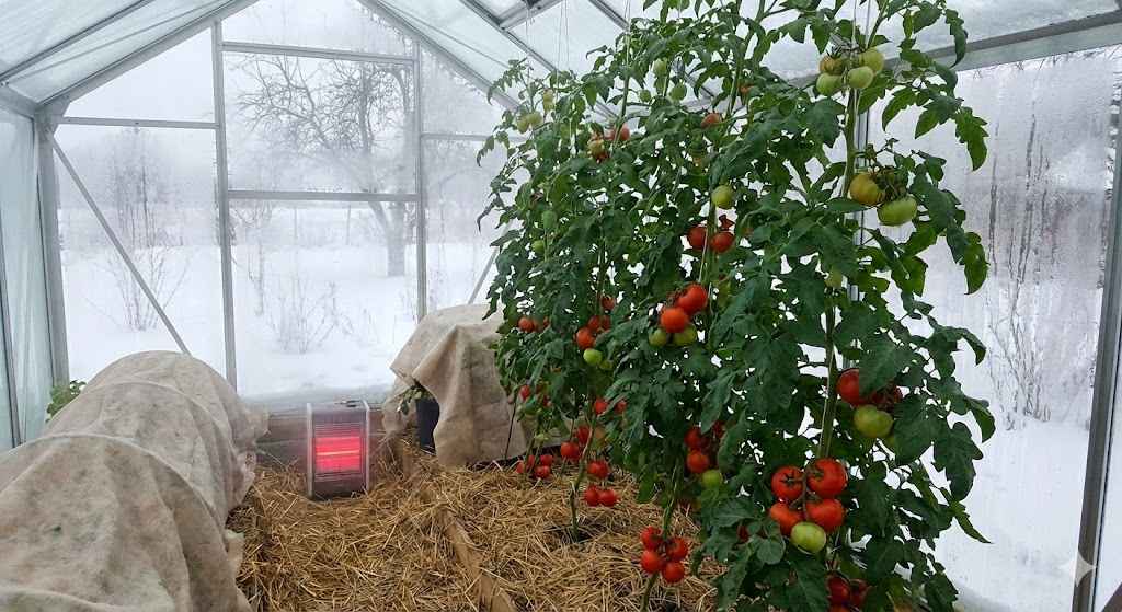 how to overwinter tomato plants?