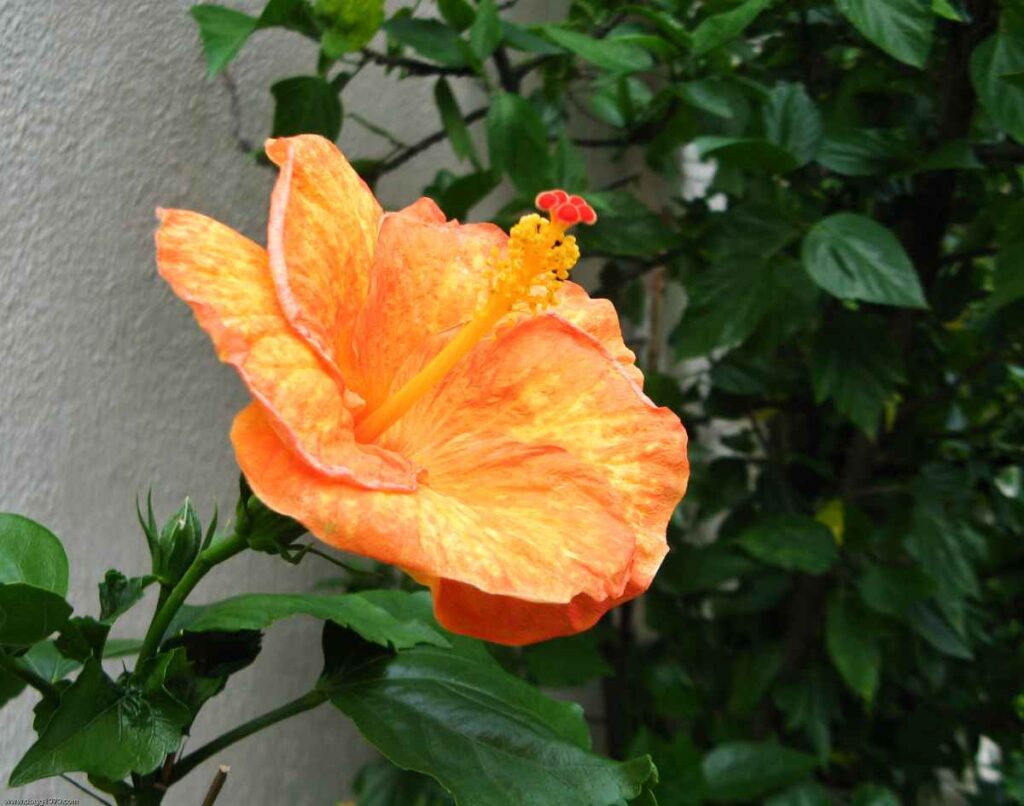 bone meal for hibiscus plant