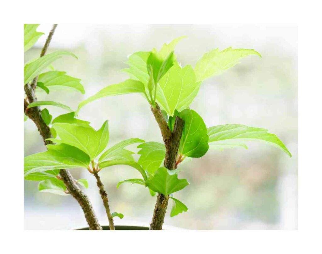 do hibiscus plants come back every year