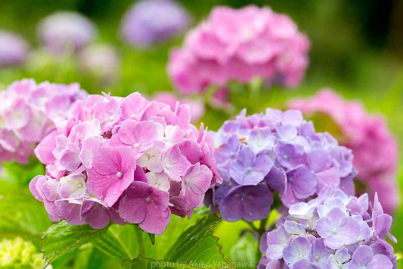are eggshells good for hydrangeas