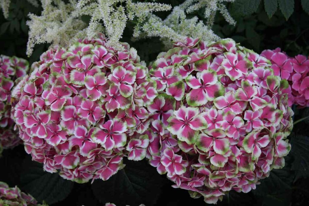 how overwinter hydrangeas