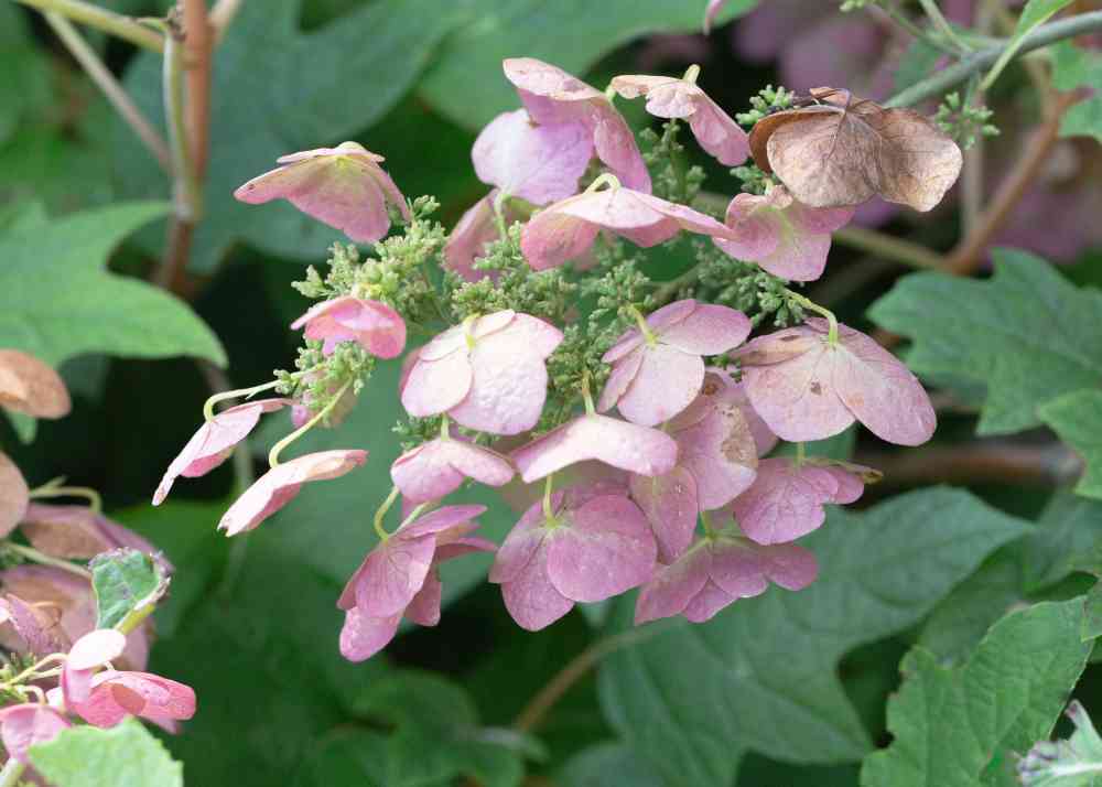 how overwinter hydrangeas