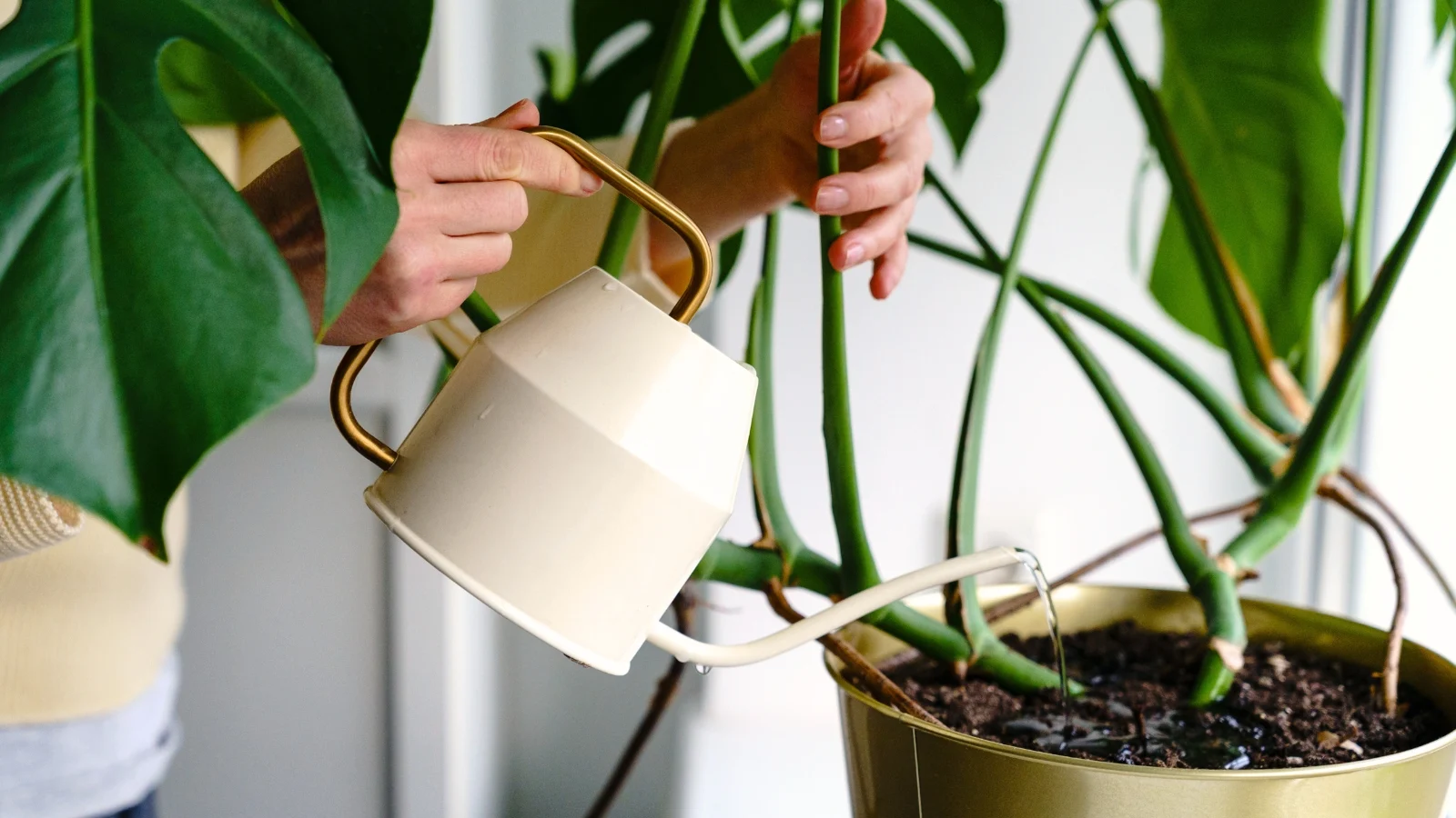 a woman waters a large monstera houseplant in a golden pot on a windowsill using a white watering can.