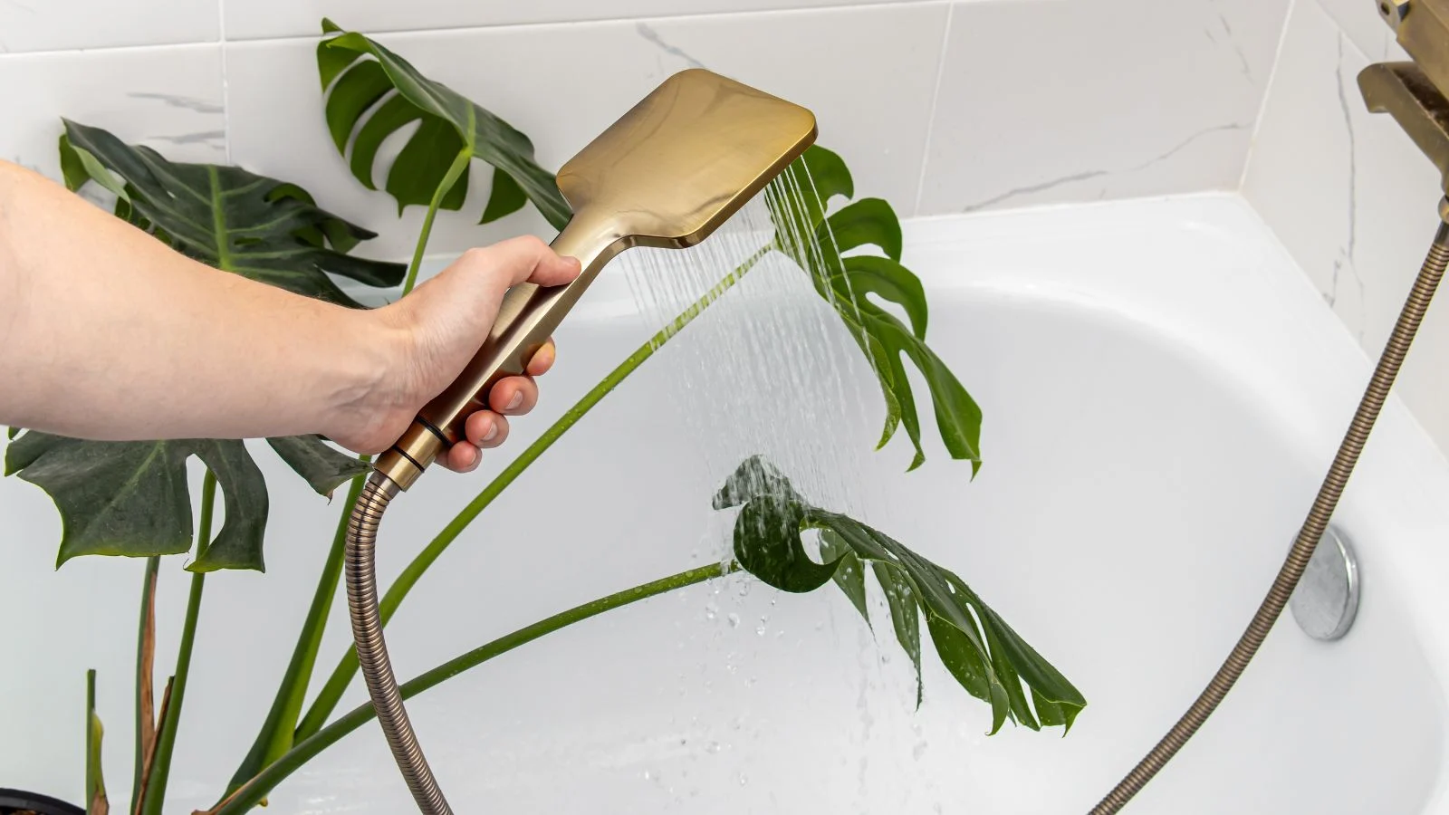 a person using a shower to get a houseplant wet, appearing to be placed inside a white tub with white tiles in the background