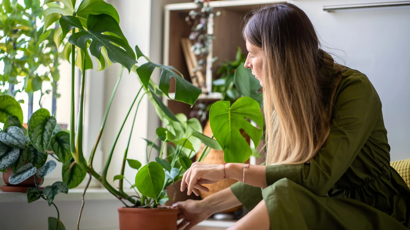 a woman looking at a healthy houseplant with large leaves with sections separated by gaps placed near a sunny window