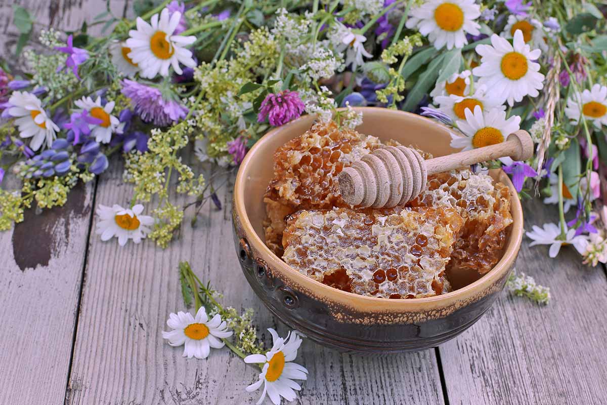 a close up horizontal image of a bowl of honeycomb set on a wooden surface with wildflowers scattered around.