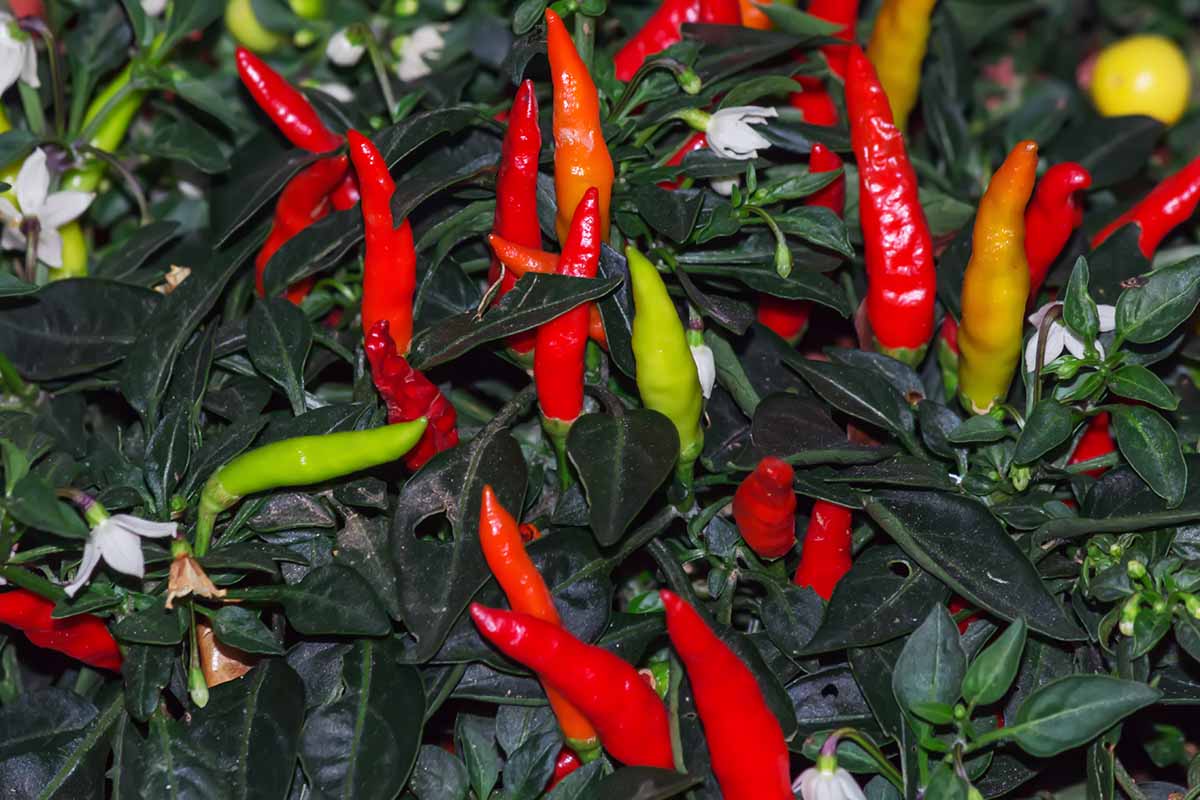 a close up horizontal image of hot cayenne peppers growing in the garden.