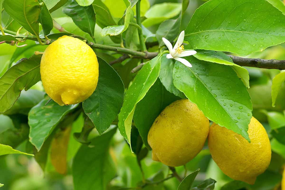 a close up horizontal image of lemons growing in the home orchard, ripe and ready to harvest.