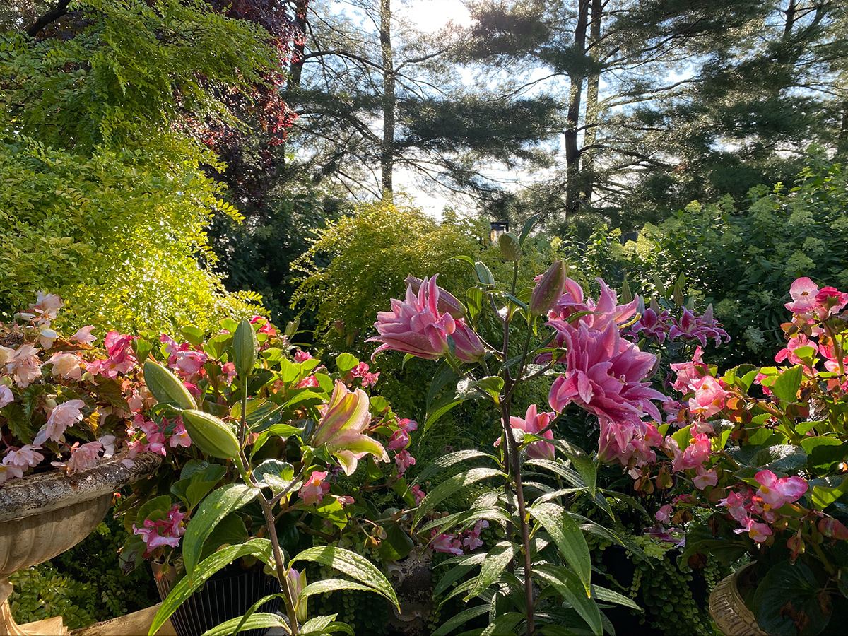 pink flowers in a bright green spring garden