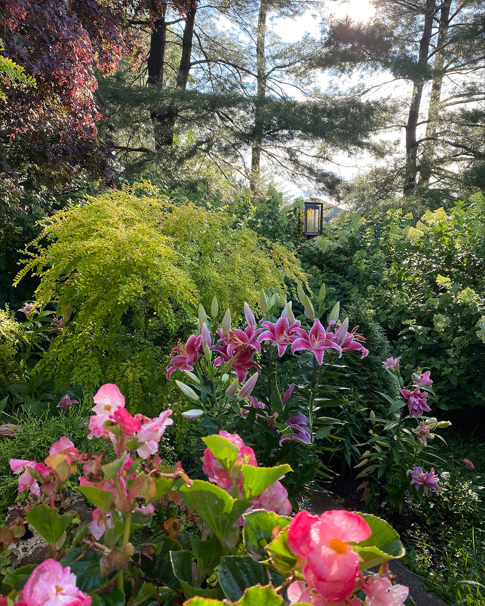 bright green foliage and pink flowers