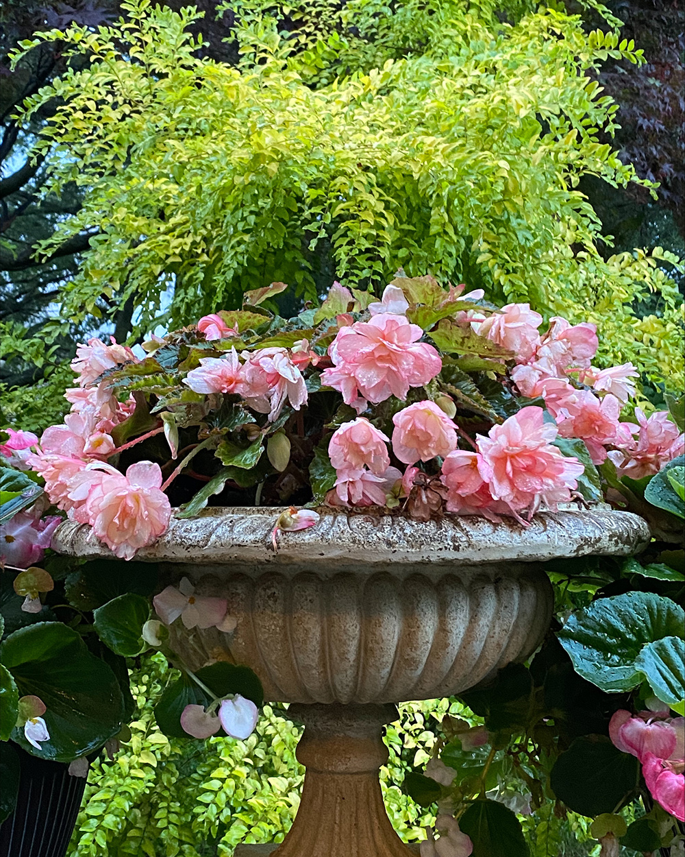 light pink cascading begonias in container