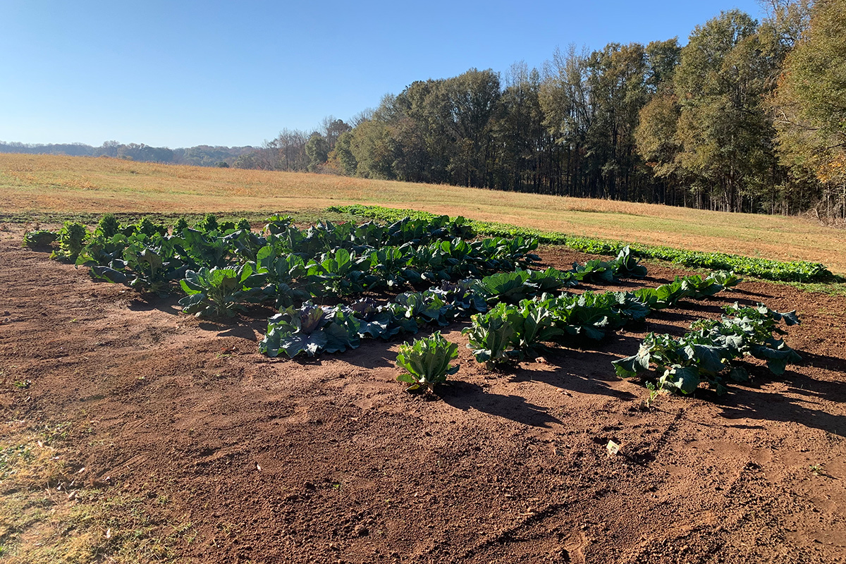large vegetable garden bed full of greens