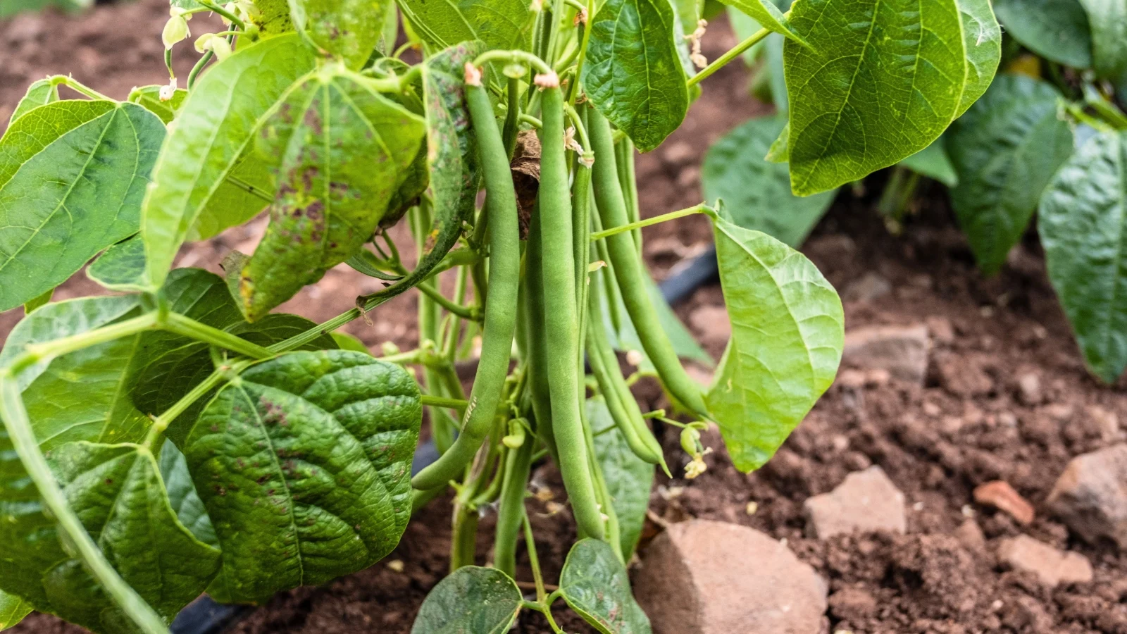smooth, bright green pods grow abundantly on compact, bushy crops with narrow, elongated leaves that frame the rich, thriving stems.