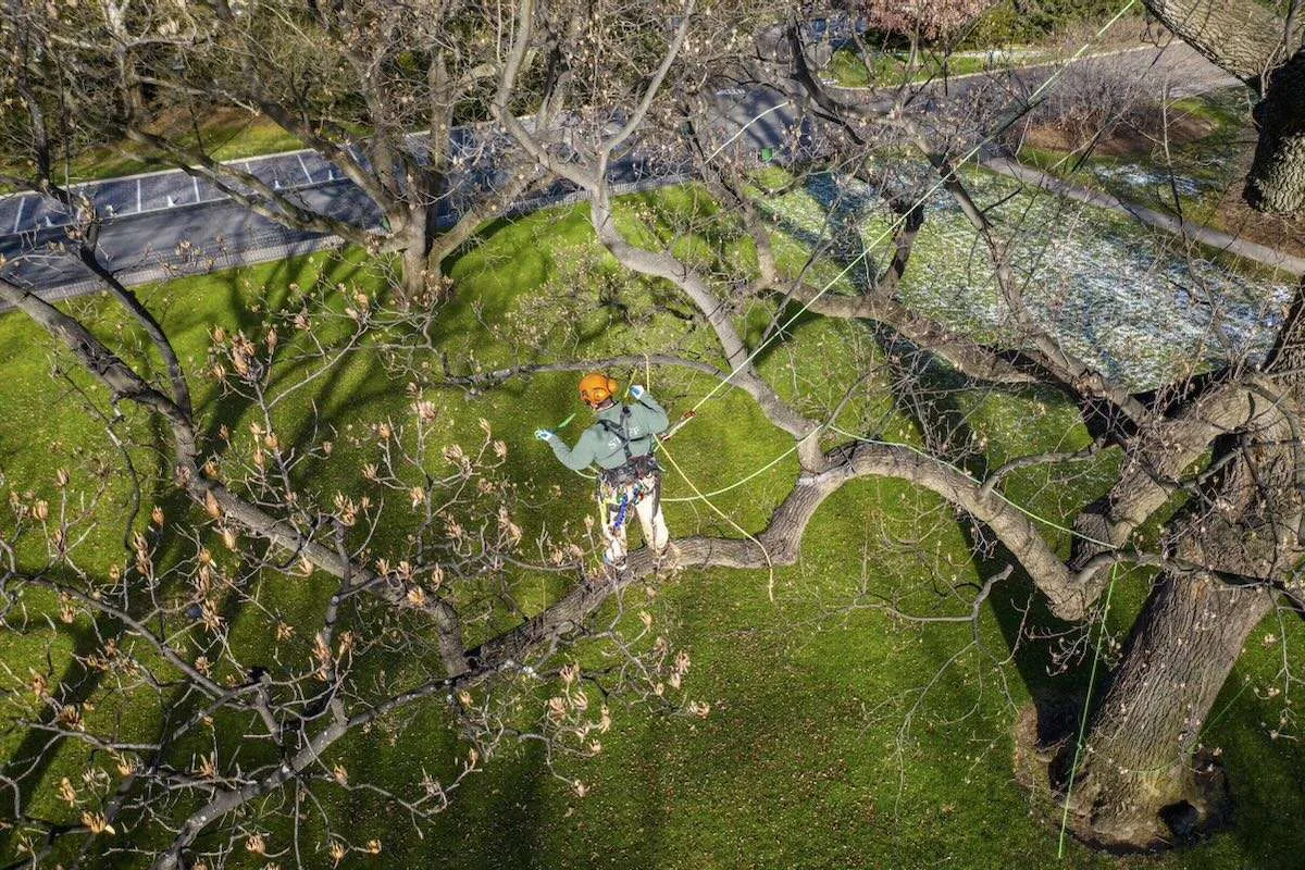 tree care's history and how-to, with nybg's melissa finley 12 tree care's history and how-to, with nybg's melissa finley