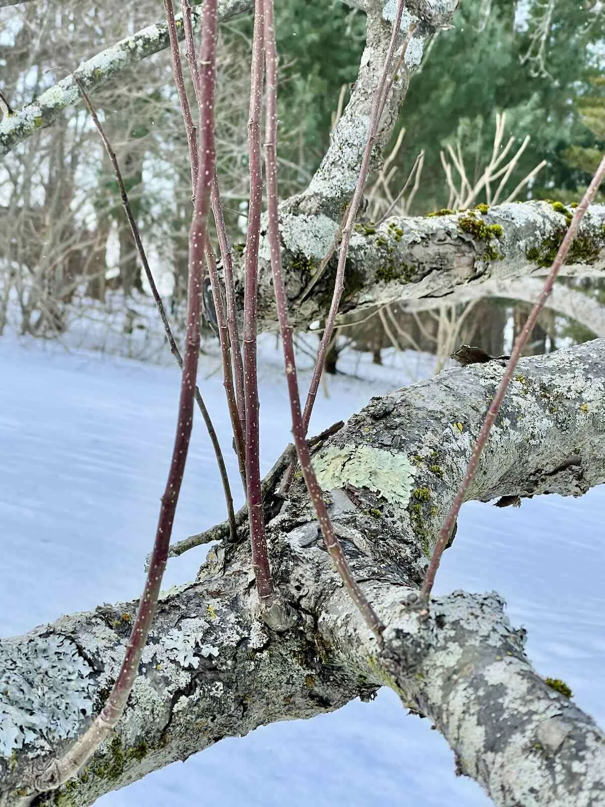 tree care's history and how-to, with nybg's melissa finley 14 tree care's history and how-to, with nybg's melissa finley