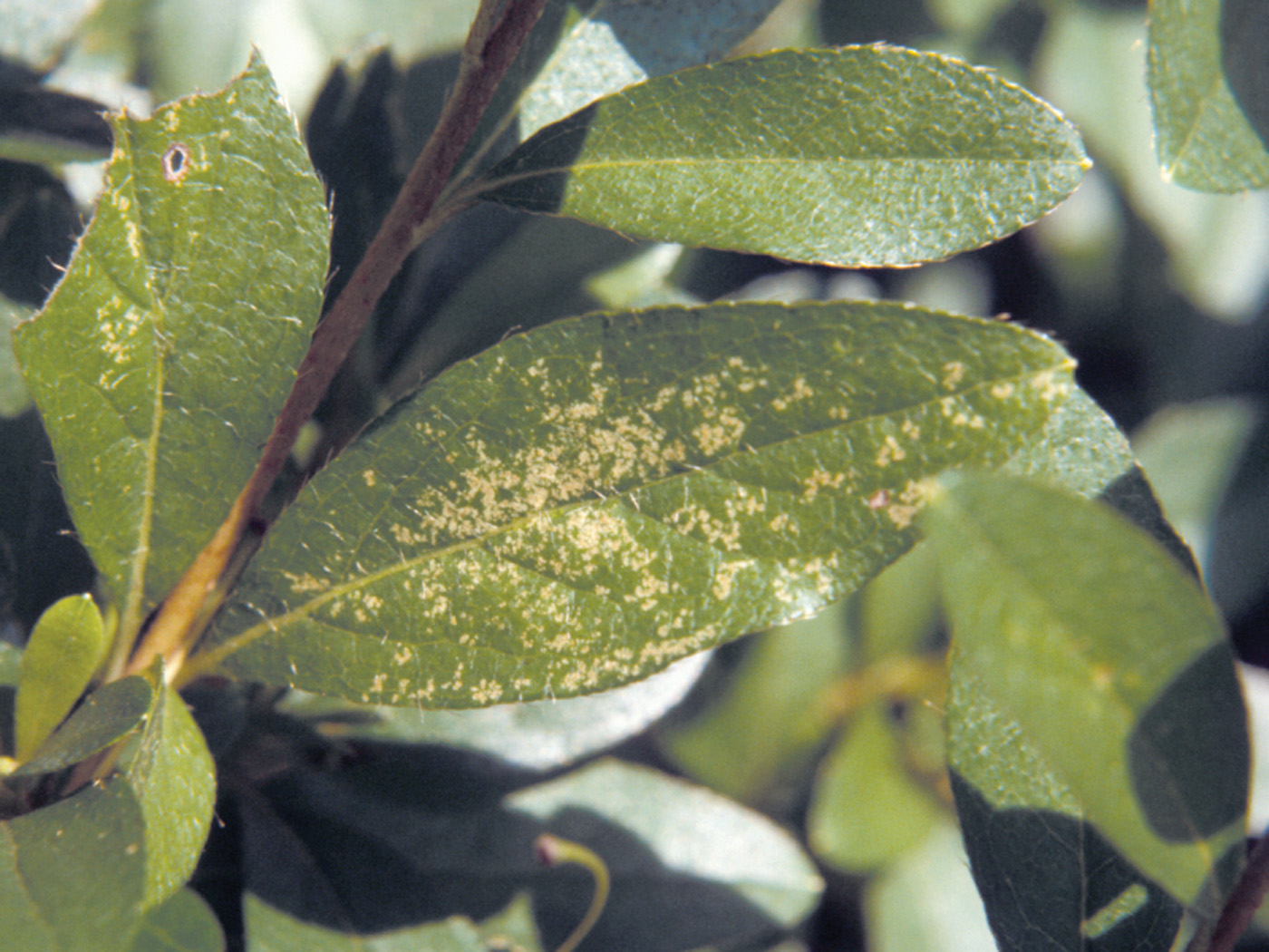 azalea lace bug damage courtesy of penn state coorperative extension