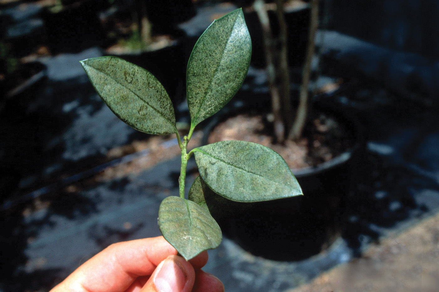 southern red mite damage on azalea courtesy of john ruter, university of georgia_bugwood.org