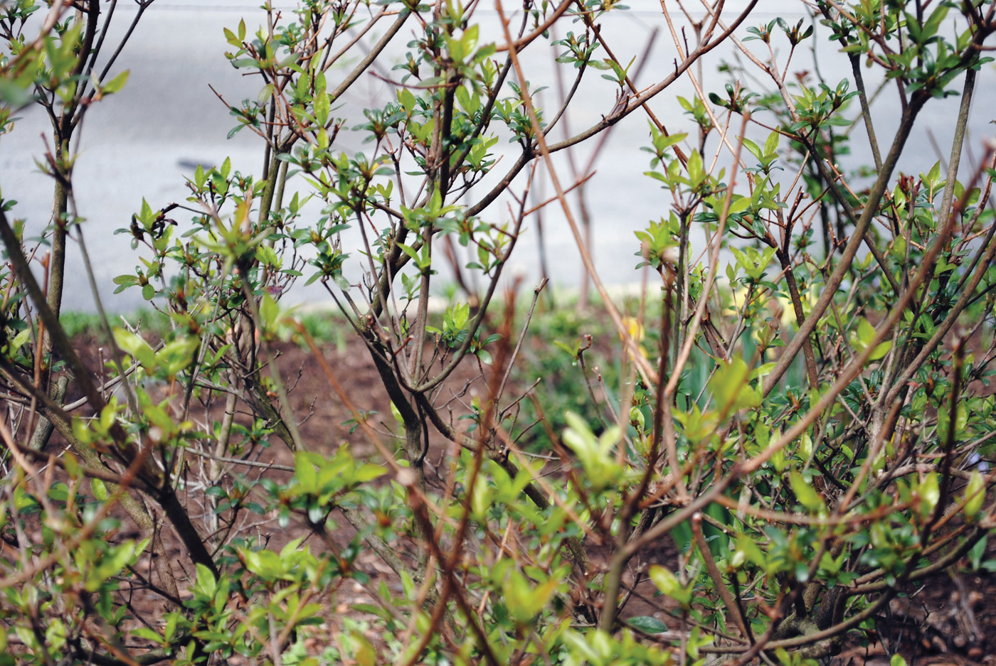 what’s wrong with your azalea?