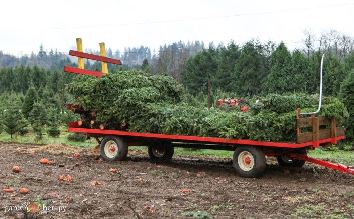 how to recycle your christmas tree (and why it matters)
