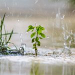 Plant For Extreme Weather Resilient Plants You Can Grow Plant For Extreme Weather Resilient Plants You Can Grow