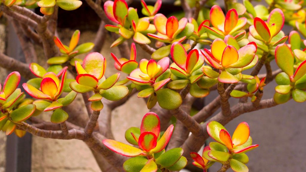 8 Luckiest Lunar New Year Plants For The Year Of The Dragon
