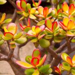 8 Luckiest Lunar New Year Plants For The Year Of The Dragon