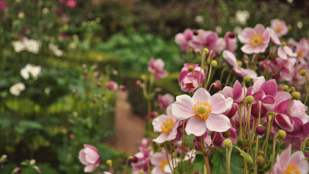 Why Faded Petal Pink is the Big Garden Trend of 2026