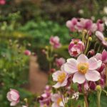 Why Faded Petal Pink is the Big Garden Trend of 2026 Why Faded Petal Pink is the Big Garden Trend of 2026