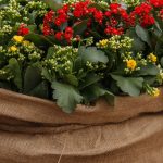 Wrap These 7 Plants in Burlap to Help Them Survive the Winter