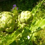 36 Vegetables You Can Plant in January for Spring Harvest 36 Vegetables You Can Plant in January for Spring Harvest