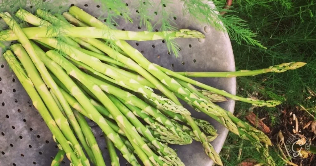 Six Things to Know Before You Plant Asparagus