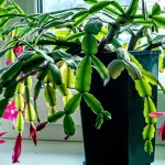 Christmas Cactus 101: The Complete Beginner’s Guide