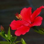 Best Potting Soil for Hibiscus 5 Potting Soil Mix Recipes Included Best Potting Soil for Hibiscus 5 Potting Soil Mix Recipes Included