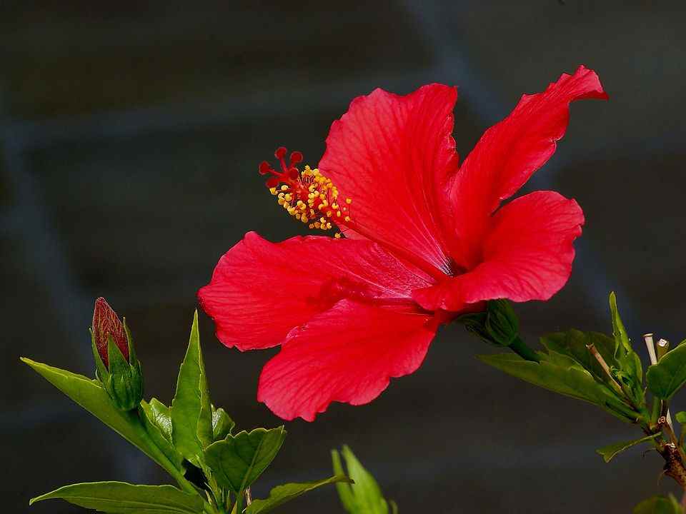 Best Potting Soil for Hibiscus   5 Potting Soil Mix Recipes Included
