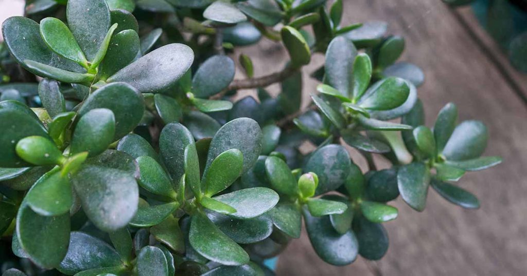 5 Causes and How to Fix Them