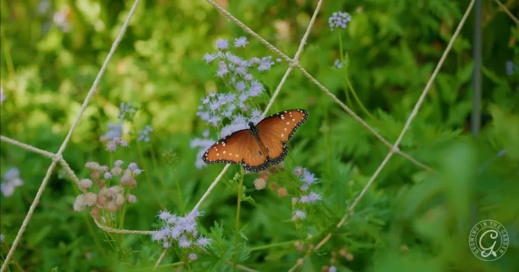 How to Attract Butterflies to Your Garden in Arizona