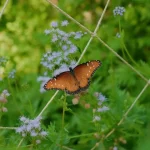 How to Attract Butterflies to Your Garden in Arizona How to Attract Butterflies to Your Garden in Arizona