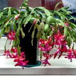 How To Care For A Christmas Cactus How To Care For A Christmas Cactus