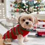 Shiny Brite Tree & Dining Room Cheer Shiny Brite Tree & Dining Room Cheer