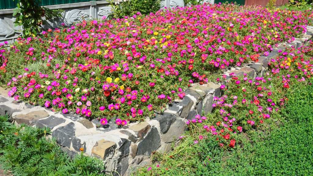 7 Best Raised Flower Bed Ideas For Longer Lasting Floral Color