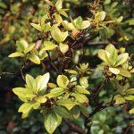 What’s Wrong with Your Azalea?