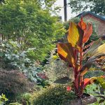 Arianne s Urban Garden in Minnesota Part 1