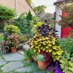 Arianne s Urban Garden in Minnesota Part 2