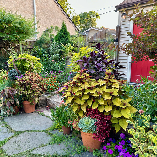 Arianne s Urban Garden in Minnesota Part 2