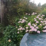 Spring in Ezequiel’s Argentina Garden