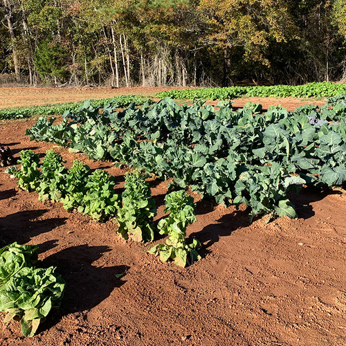 Beth’s First Fall and Winter Veggie Garden in Georgia