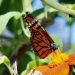 Supporting Monarchs in Barbara’s Pennsylvania Garden
