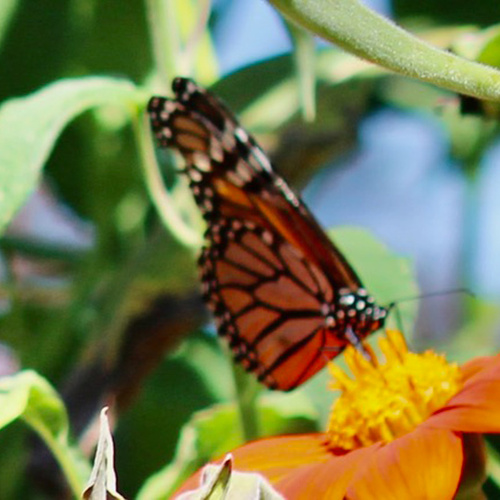 Supporting Monarchs in Barbara’s Pennsylvania Garden