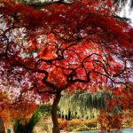 Deborahs Favorite Trees in New York